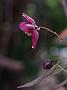 Epimedium x rubrum